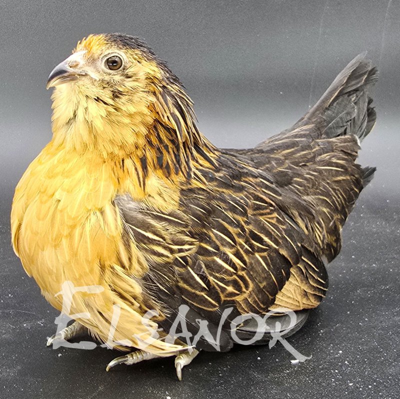 elsanor-elevage-selectionneur-poule-pondeuse-de-race-barbu-d-anvers.jpg