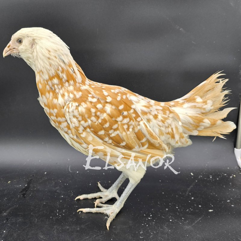 elsanor-elevage-selectionneur-poule-pondeuse-de-race-barbu-hollandais.jpg