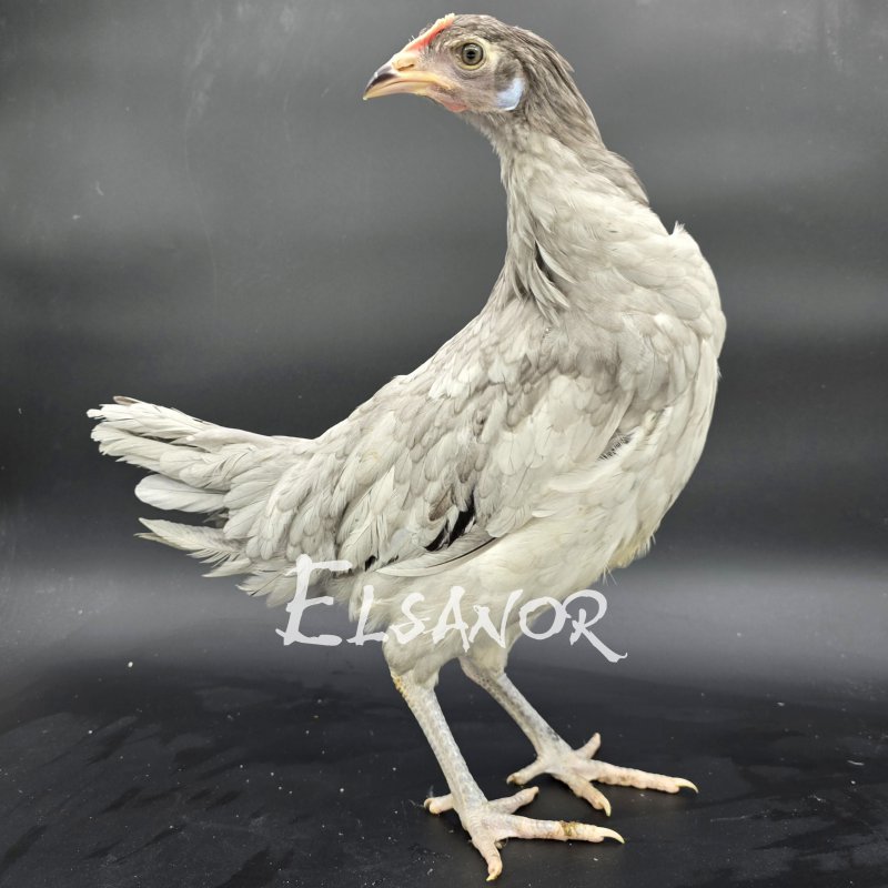 elsanor-elevage-selectionneur-poule-pondeuse-de-race-espagnole-face-blanche.jpg