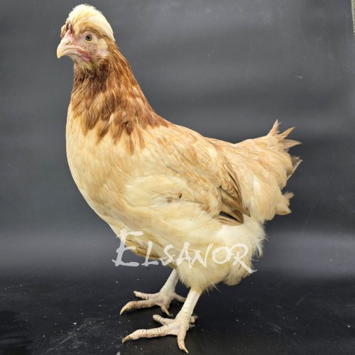 elsanor-elevage-selectionneur-poule-pondeuse-de-race-sulmtaler.jpg