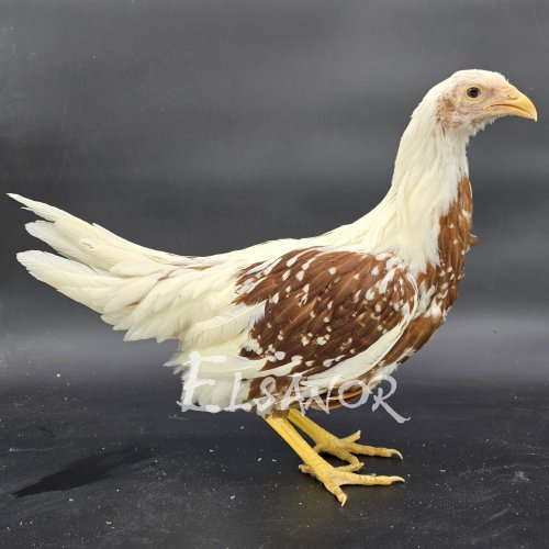 elsanor-elevage-selectionneur-poule-pondeuse-de-race-yokohama.jpg