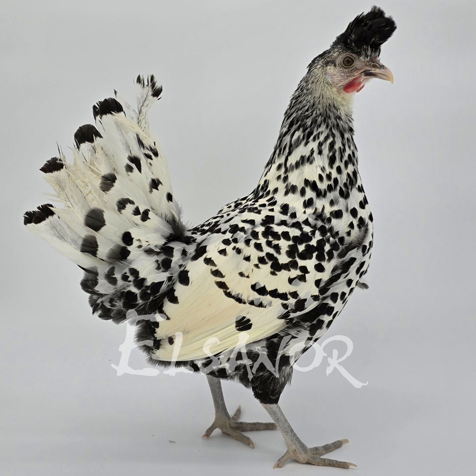 Appenzeller Spitzhauben