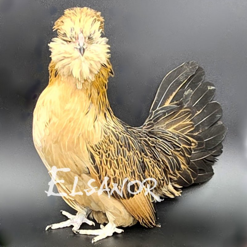 Watermael Bearded Bantam