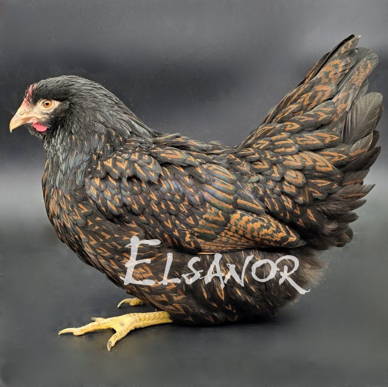 Barnevelder