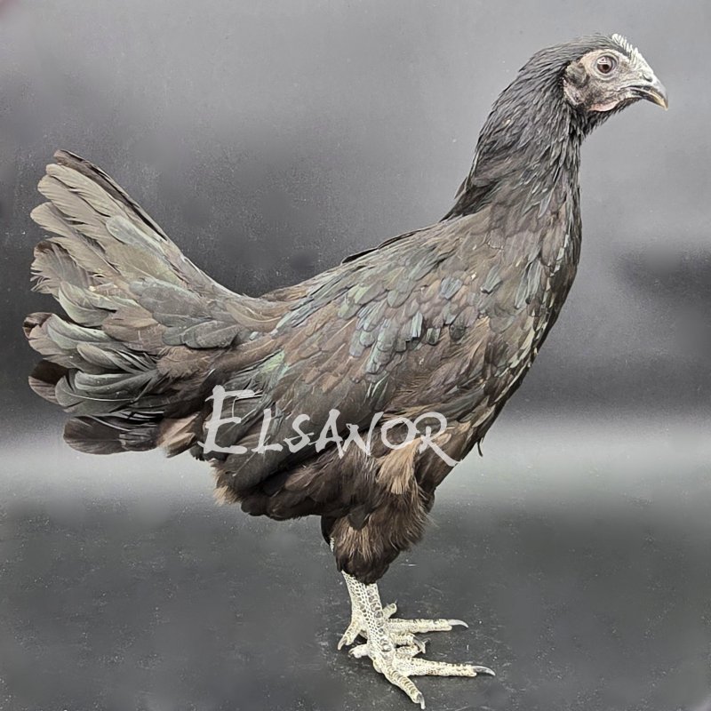 Ayam Cemani