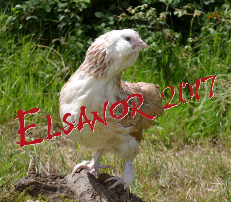 Faverolles bantam