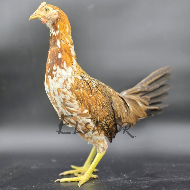 Ayam Ketawa