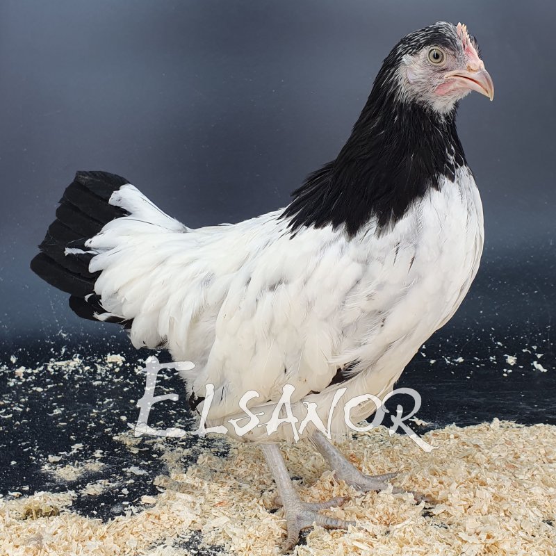 Lakenvelder