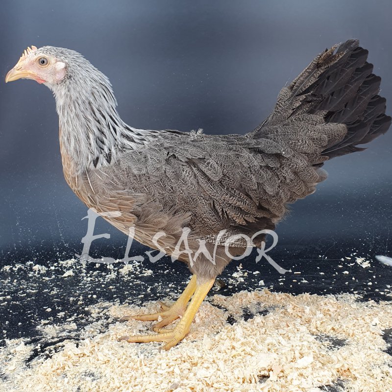 Leghorn
