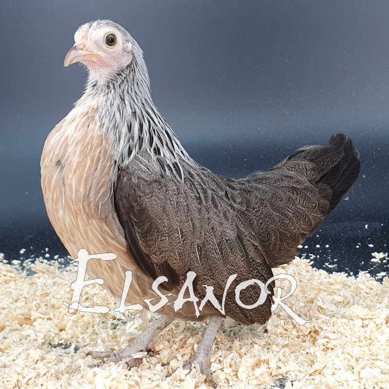 Dutch bantam