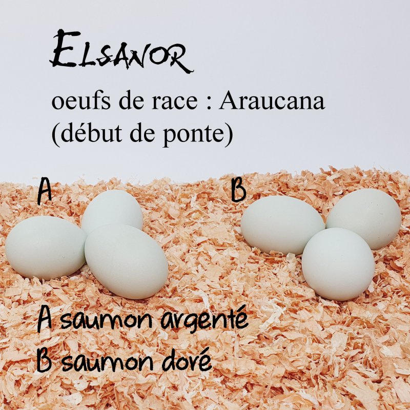 elsanor-elevage-selectionneur-poule-pondeuse-de-race-oeuf-araucana