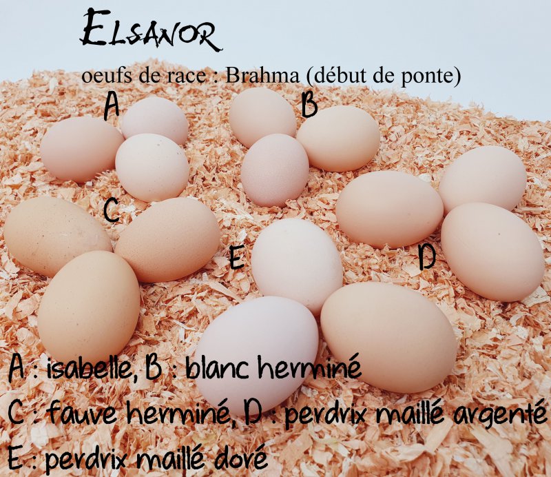 elsanor-elevage-selectionneur-poule-pondeuse-de-race-oeuf-brahma