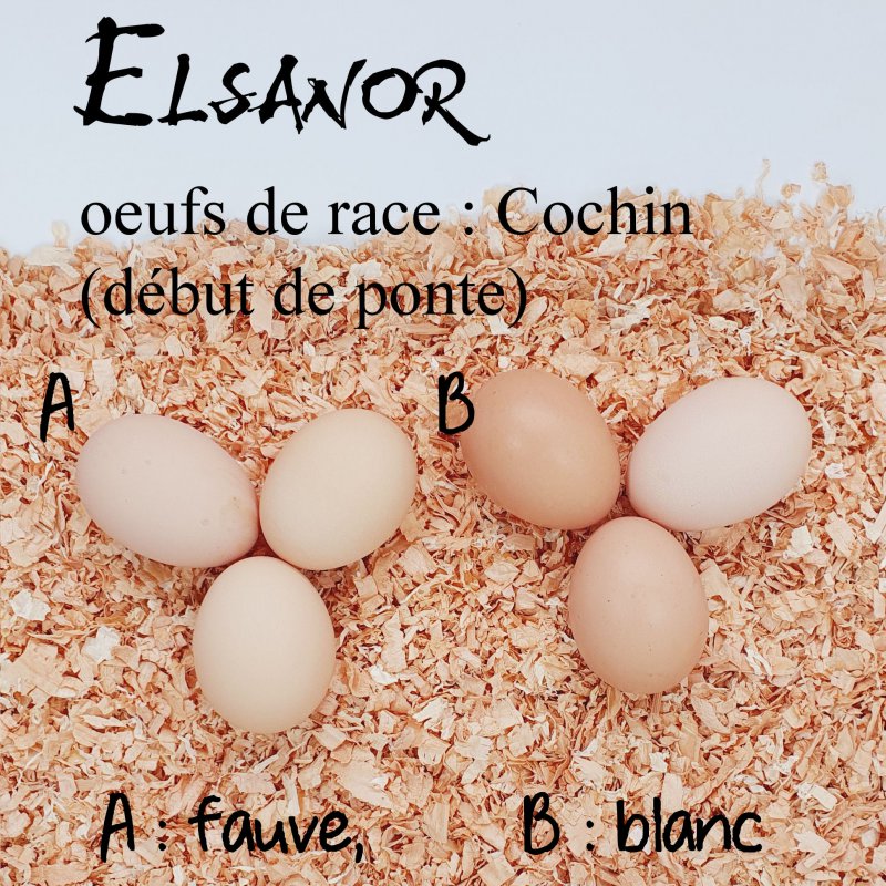 elsanor-elevage-selectionneur-poule-pondeuse-de-race-oeuf-cochin