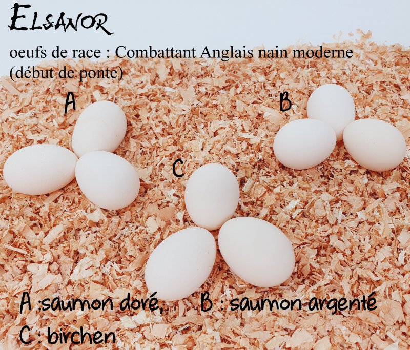 elsanor-elevage-selectionneur-poule-pondeuse-de-race-oeuf-combattant-anglais-moderne-nain
