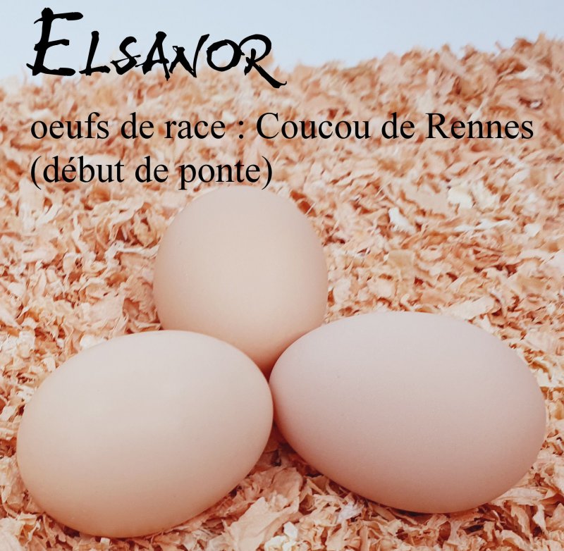 elsanor-elevage-selectionneur-poule-pondeuse-de-race-oeuf-coucou-de-rennes