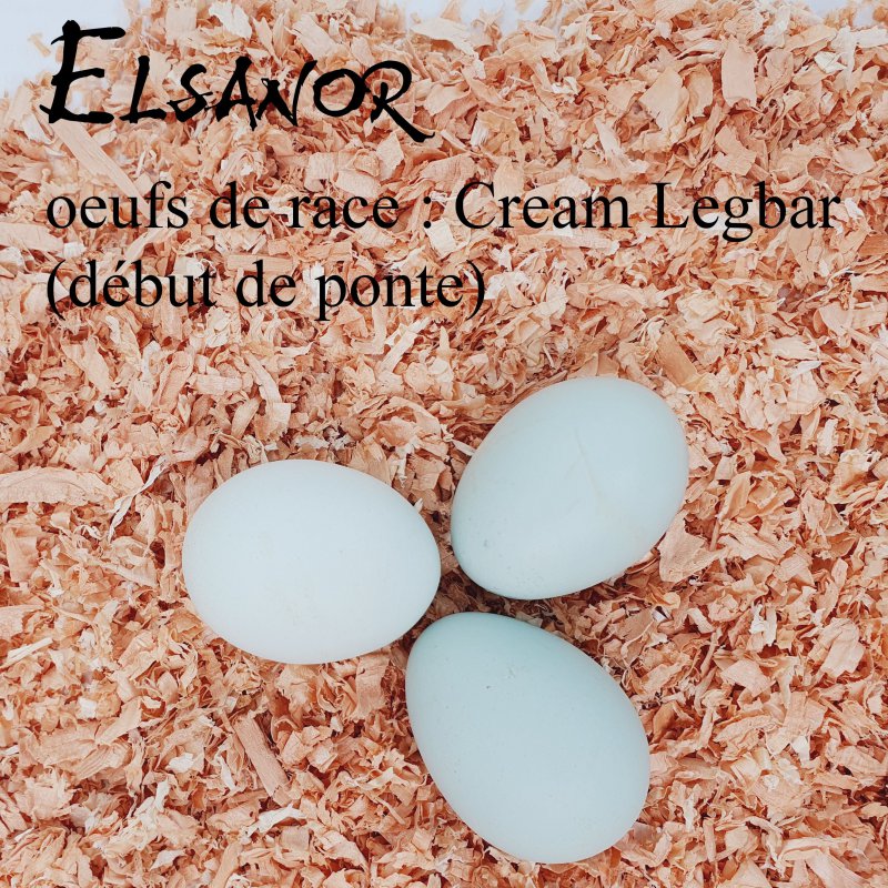 elsanor-elevage-selectionneur-poule-pondeuse-de-race-oeuf-cream-legbar