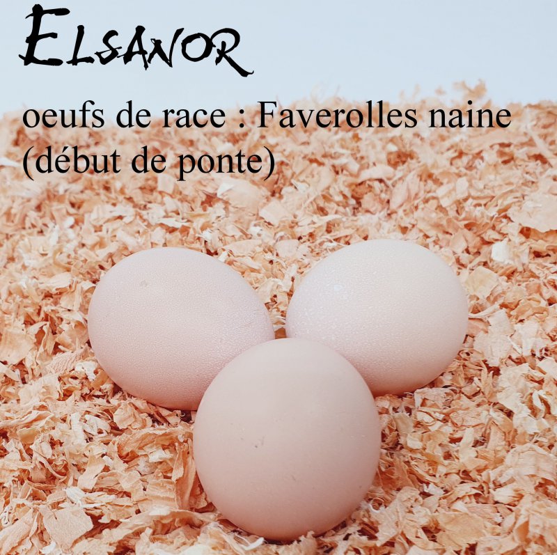elsanor-elevage-selectionneur-poule-pondeuse-de-race-oeuf-faverolles-allemande-nain
