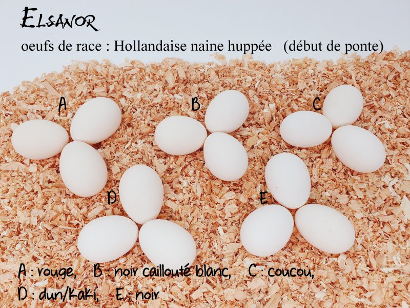elsanor-elevage-selectionneur-poule-pondeuse-de-race-oeuf-hollandaise-hupp-e-nain