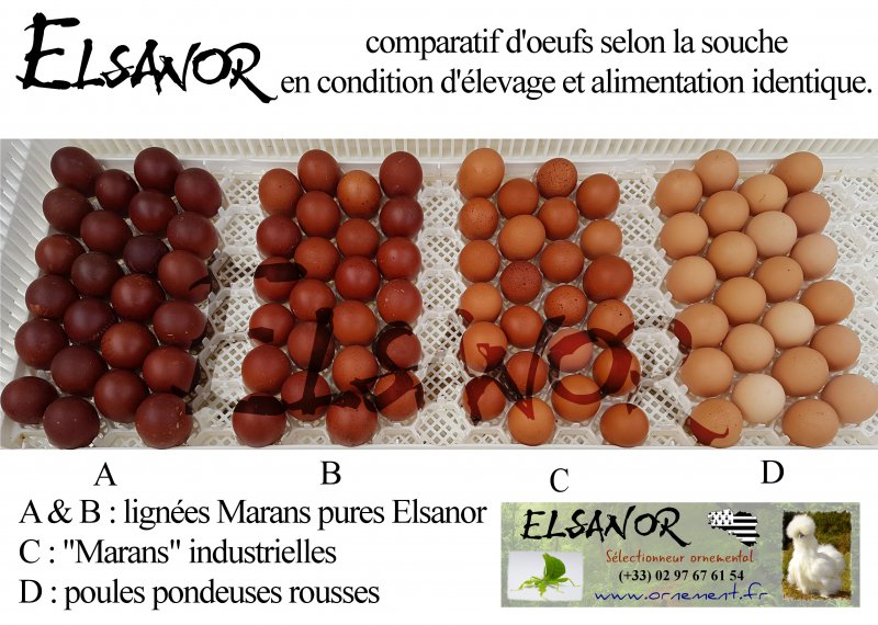 elsanor-elevage-selectionneur-poule-pondeuse-de-race-oeuf-marans
