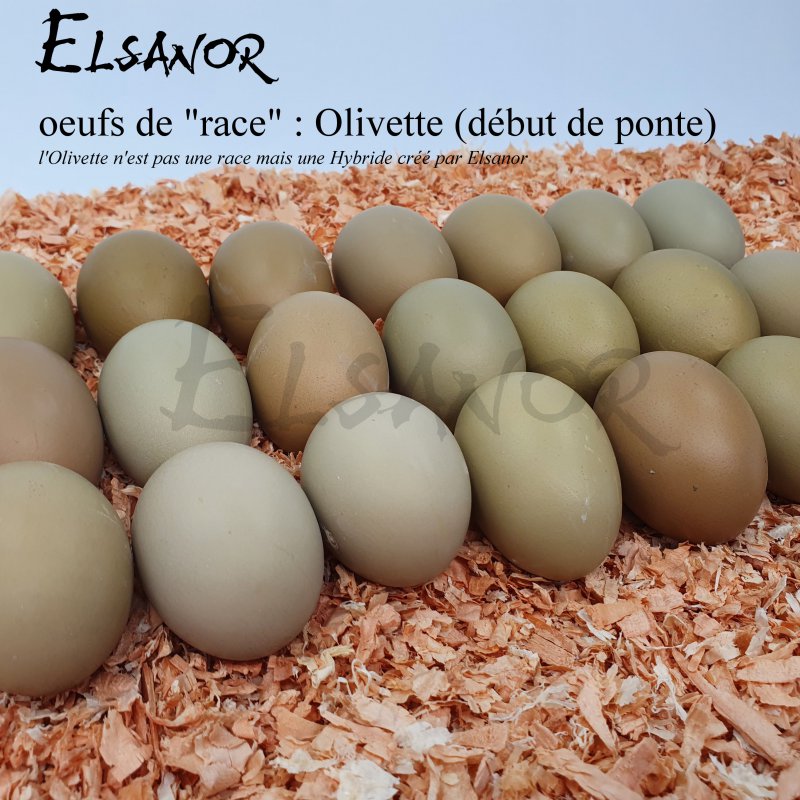 elsanor-elevage-selectionneur-poule-pondeuse-de-race-oeuf-olivette