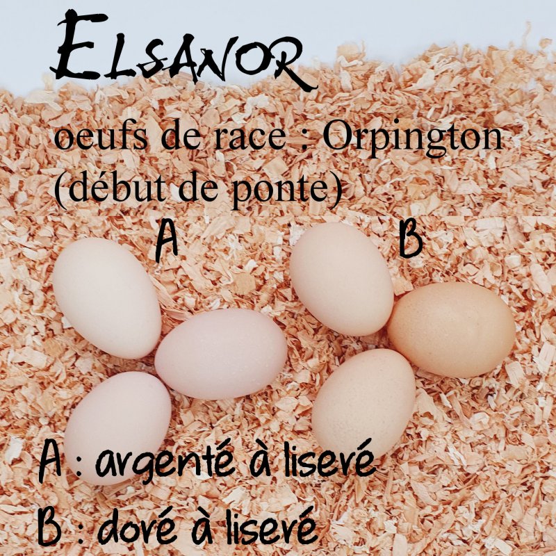 elsanor-elevage-selectionneur-poule-pondeuse-de-race-oeuf-orpington