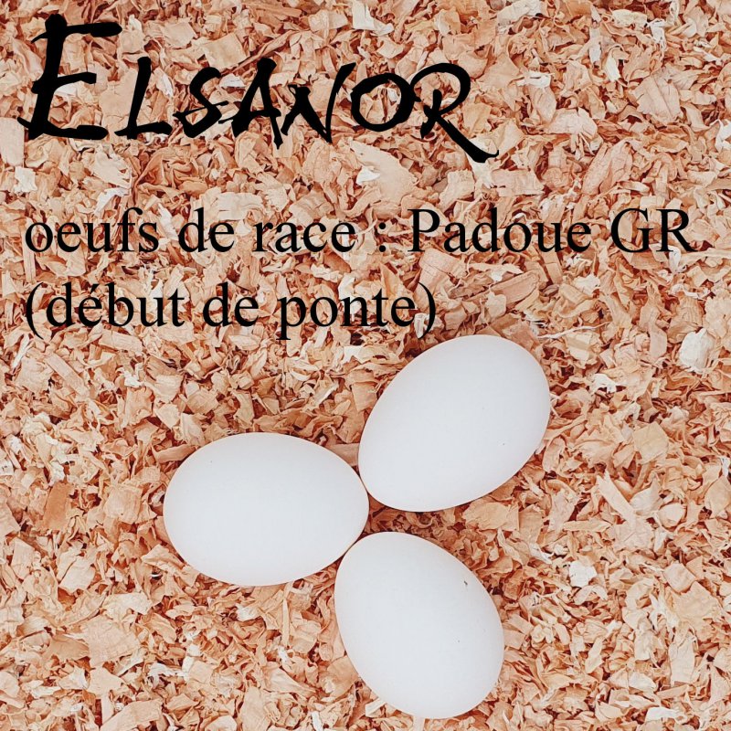 elsanor-elevage-selectionneur-poule-pondeuse-de-race-oeuf-padoue-gr