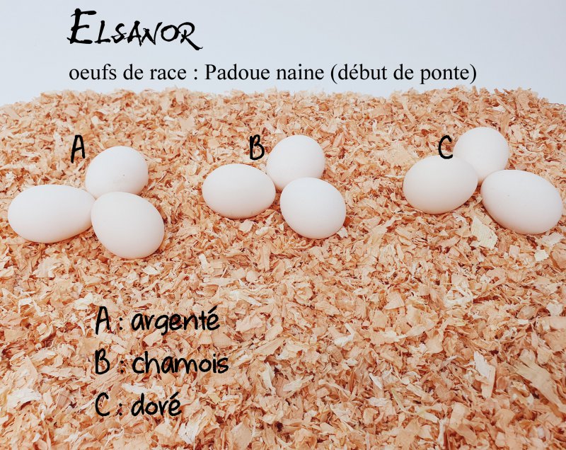 elsanor-elevage-selectionneur-poule-pondeuse-de-race-oeuf-padoue-nain