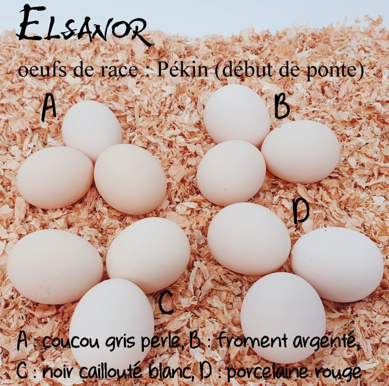 elsanor-elevage-selectionneur-poule-pondeuse-de-race-oeuf-pekin
