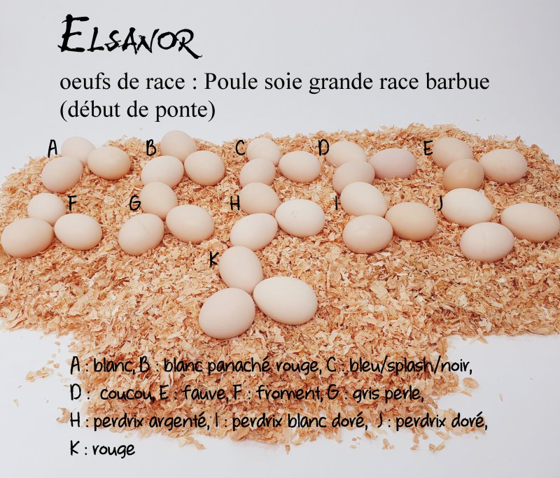 elsanor-elevage-selectionneur-poule-pondeuse-de-race-oeuf-poule-soie-tb