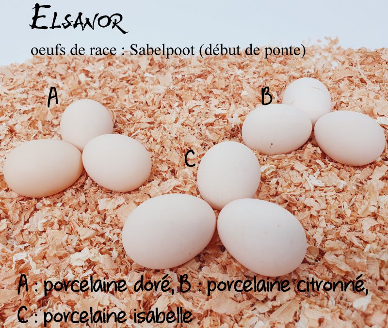 elsanor-elevage-selectionneur-poule-pondeuse-de-race-oeuf-sabelpoot