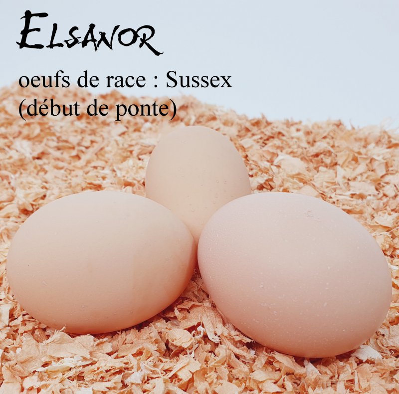 elsanor-elevage-selectionneur-poule-pondeuse-de-race-oeuf-sussex