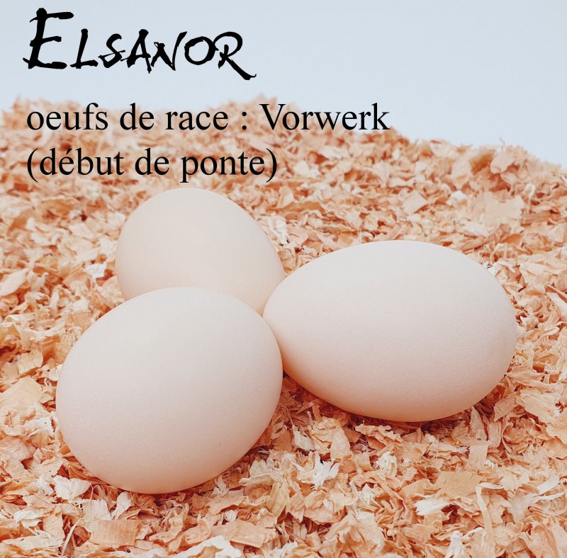 elsanor-elevage-selectionneur-poule-pondeuse-de-race-oeuf-vorwerk
