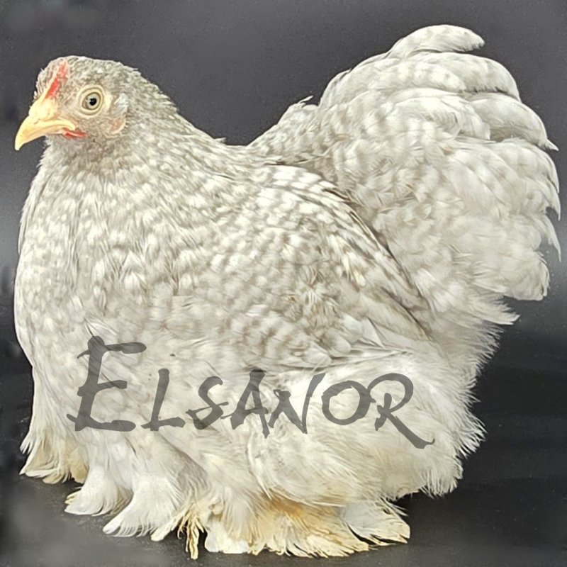 Pekin bantam