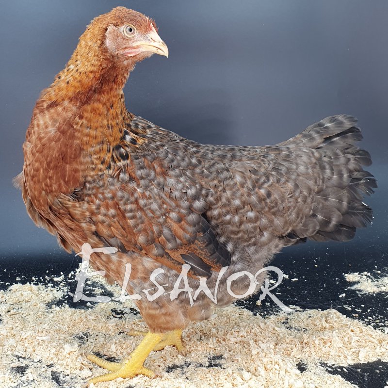 Bielefelder