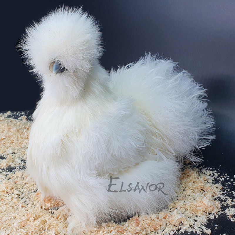 Silkie bearded