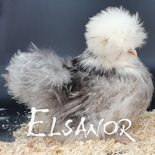 Silkie bearded white head