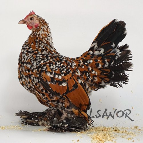 Booted Bantam