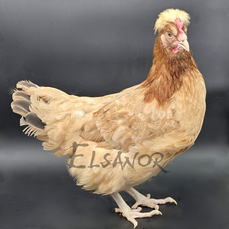 Sulmtaler