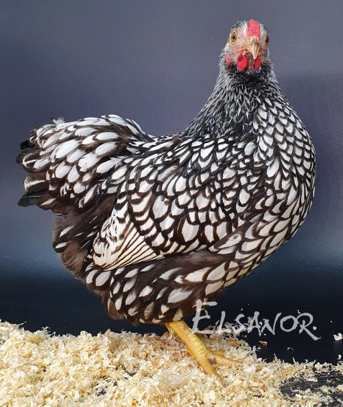 Wyandotte bantam